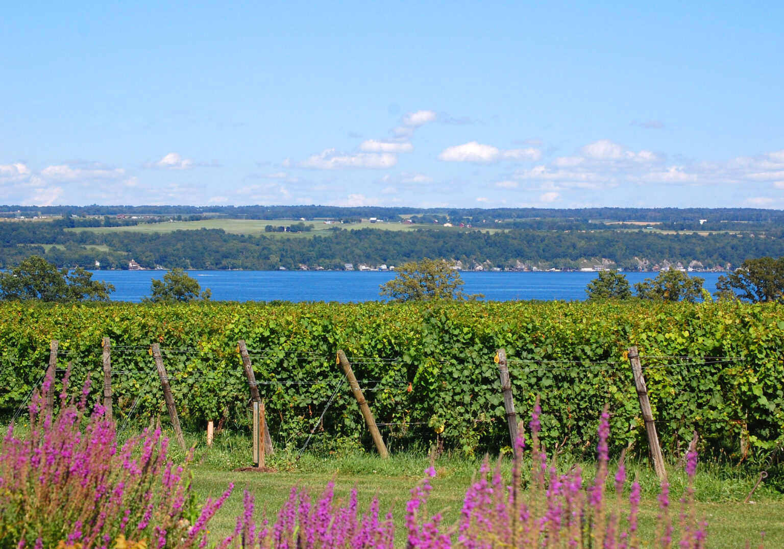 Ithaca vineyard along Rte 89 by Jamies Williamor, Creative Commons